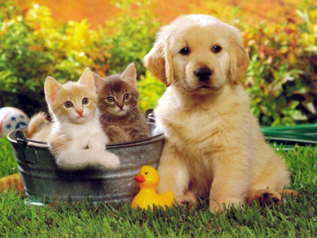 かわいいキティの壁紙 ネコ 中型から中型の猫 ネコ科 ひげ 子猫 Wallpaperuse かわいいキティの壁紙 ネコ 中型から中型の猫 ネコ科 ひげ 子猫 Wallpaperuse