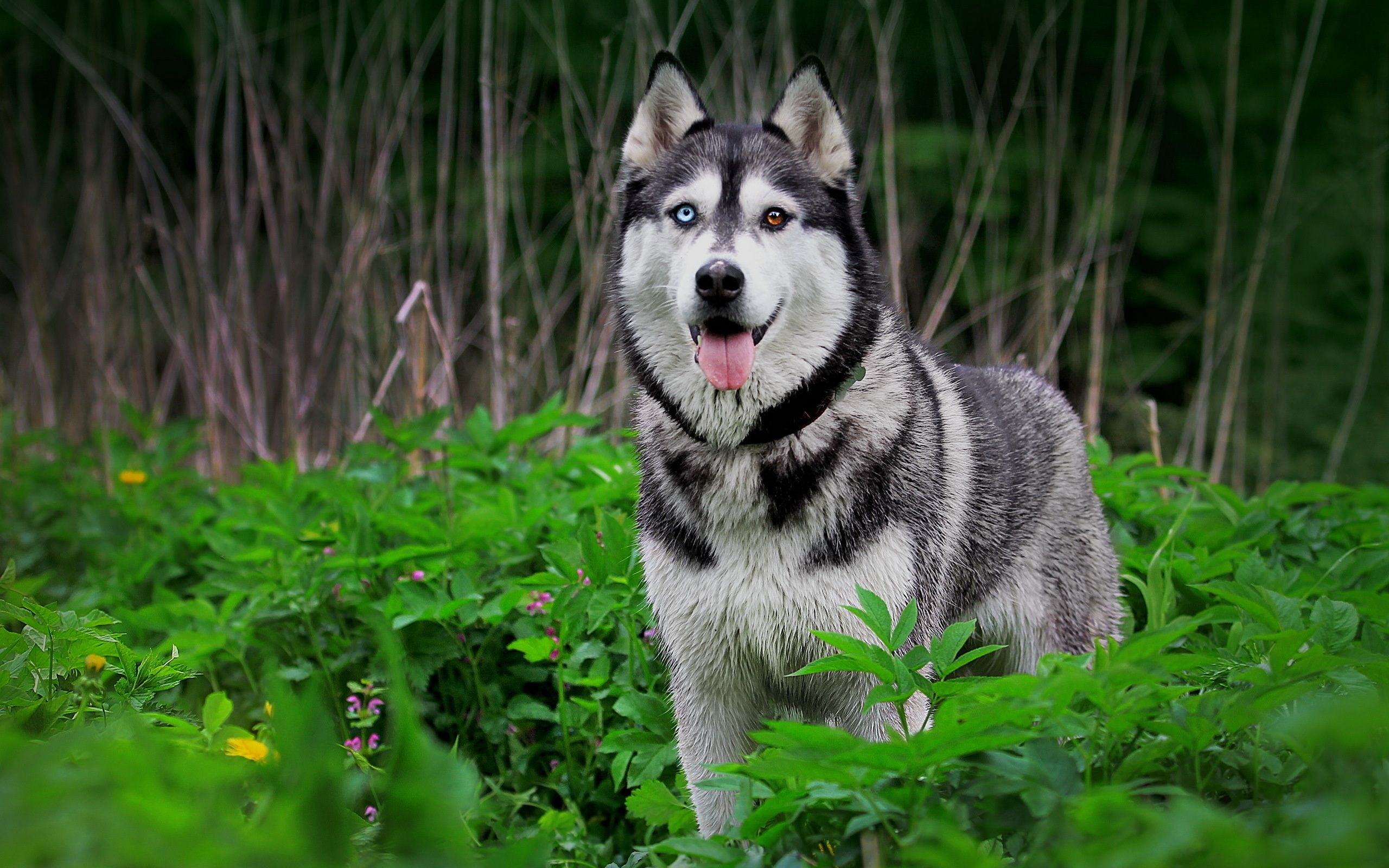 k pek壁紙,犬,シベリアンハスキー,アラスカのマラミュート,サールース・ウルフドッグ,狼犬