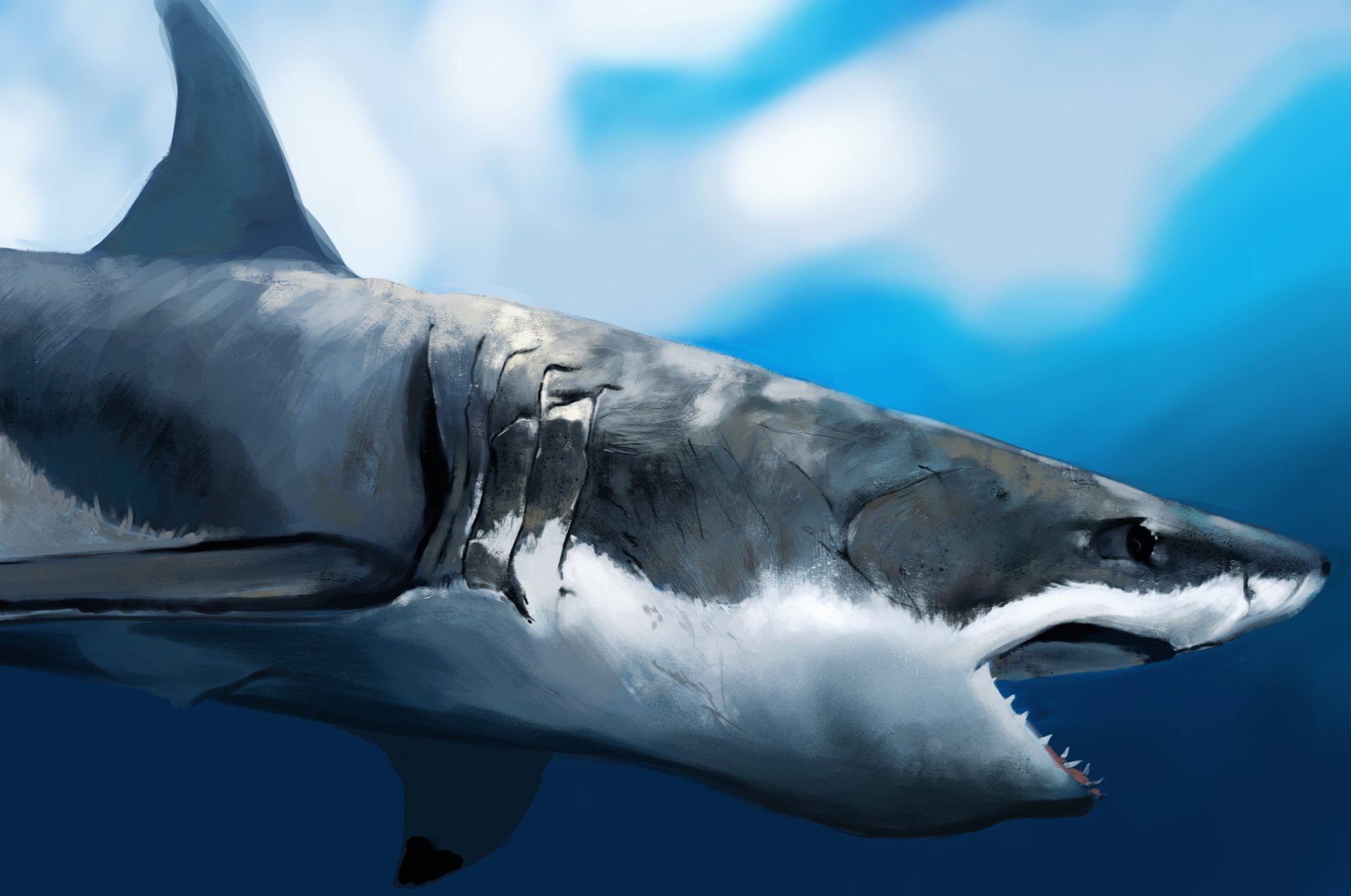 köpek wallpaper,great white shark,shark,fish,lamniformes,cartilaginous fish