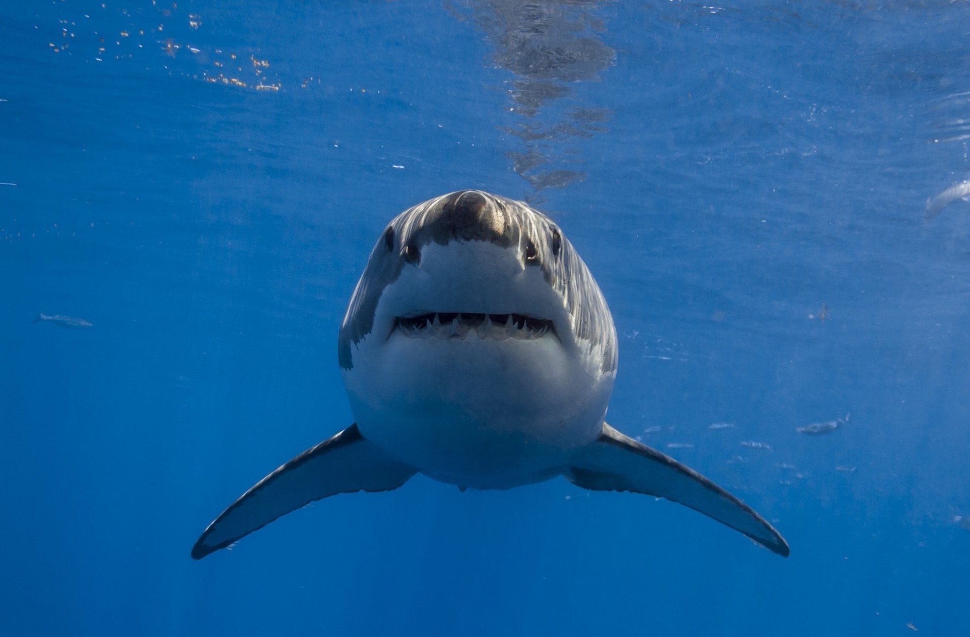 k pek fondo de pantalla,gran tiburón blanco,tiburón,pez,pez cartilaginoso,tiburón tigre