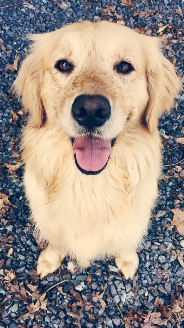 k pek fondo de pantalla,perro,golden retriever,grupo deportivo,perro de compañía