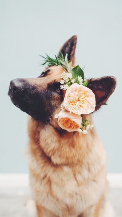 개 배경 tumblr,독일 셰퍼드 개,개,주둥이,귀,꽃