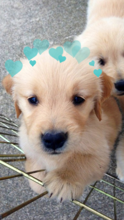 犬壁紙tumblr,犬,ゴールデンレトリバー,子犬,コンパニオンドッグ
