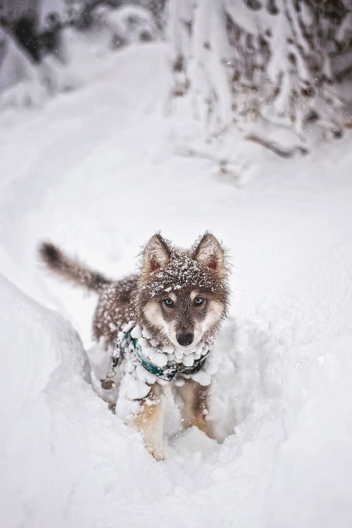 perro fondos de pantalla tumblr,perro,nieve,perro lobo,lobo,perro tamaskan