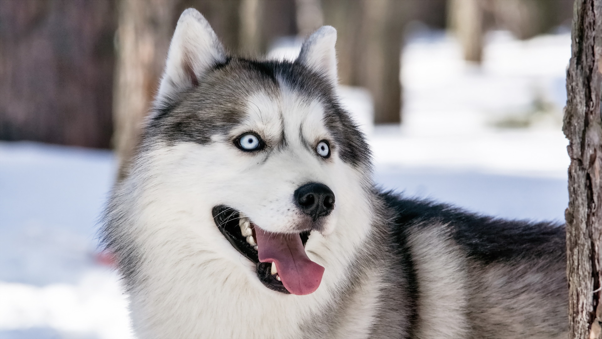 k pek fondo de pantalla,perro,husky siberiano,malamute de alaska,husky sakhalin,perro de groenlandia