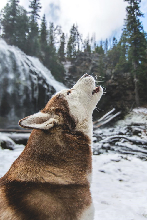 perro fondos de pantalla tumblr,perro,perro esquimal canadiense