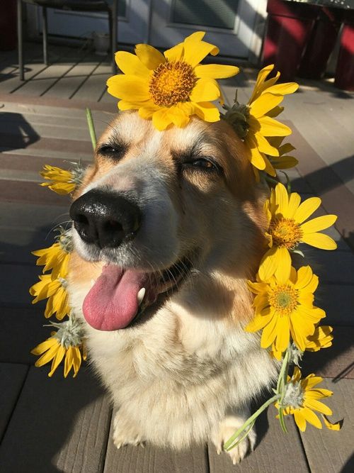 papier peint chien tumblr,chien,chien de race berger allemand,jaune,museau,fleur