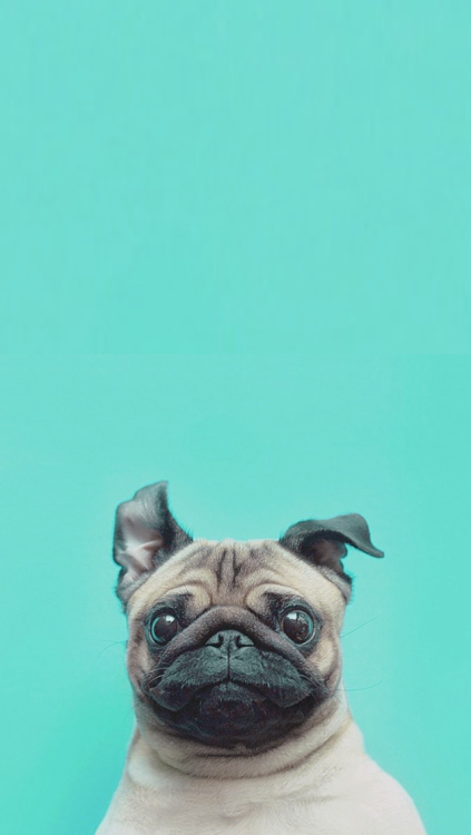 dog wallpaper tumblr,pug,dog,canidae,dog breed,snout