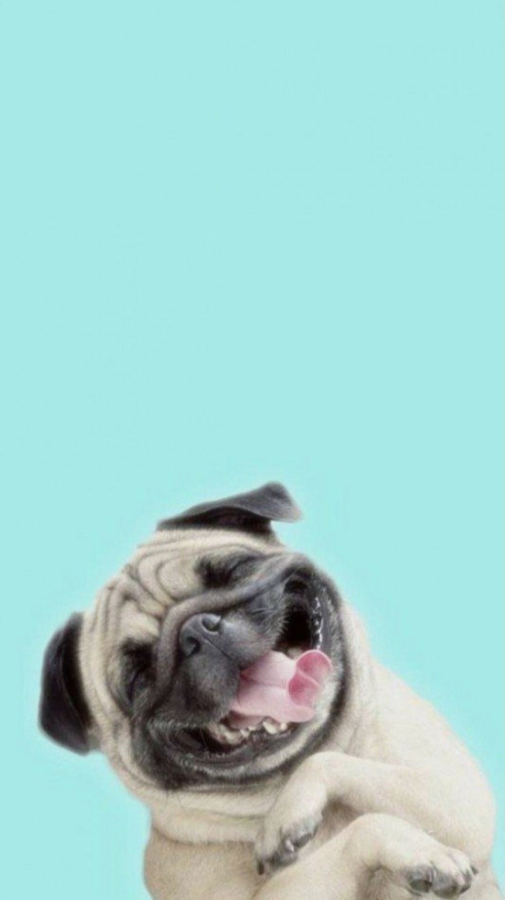carta da parati per cani tumblr,cane,carlino,grugno,bulldog