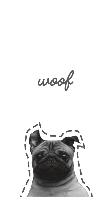 papier peint chien tumblr,carlin,chien,museau,bulldog français,faon