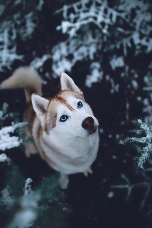 papier peint chien tumblr,chien,husky sibérien,museau,akita