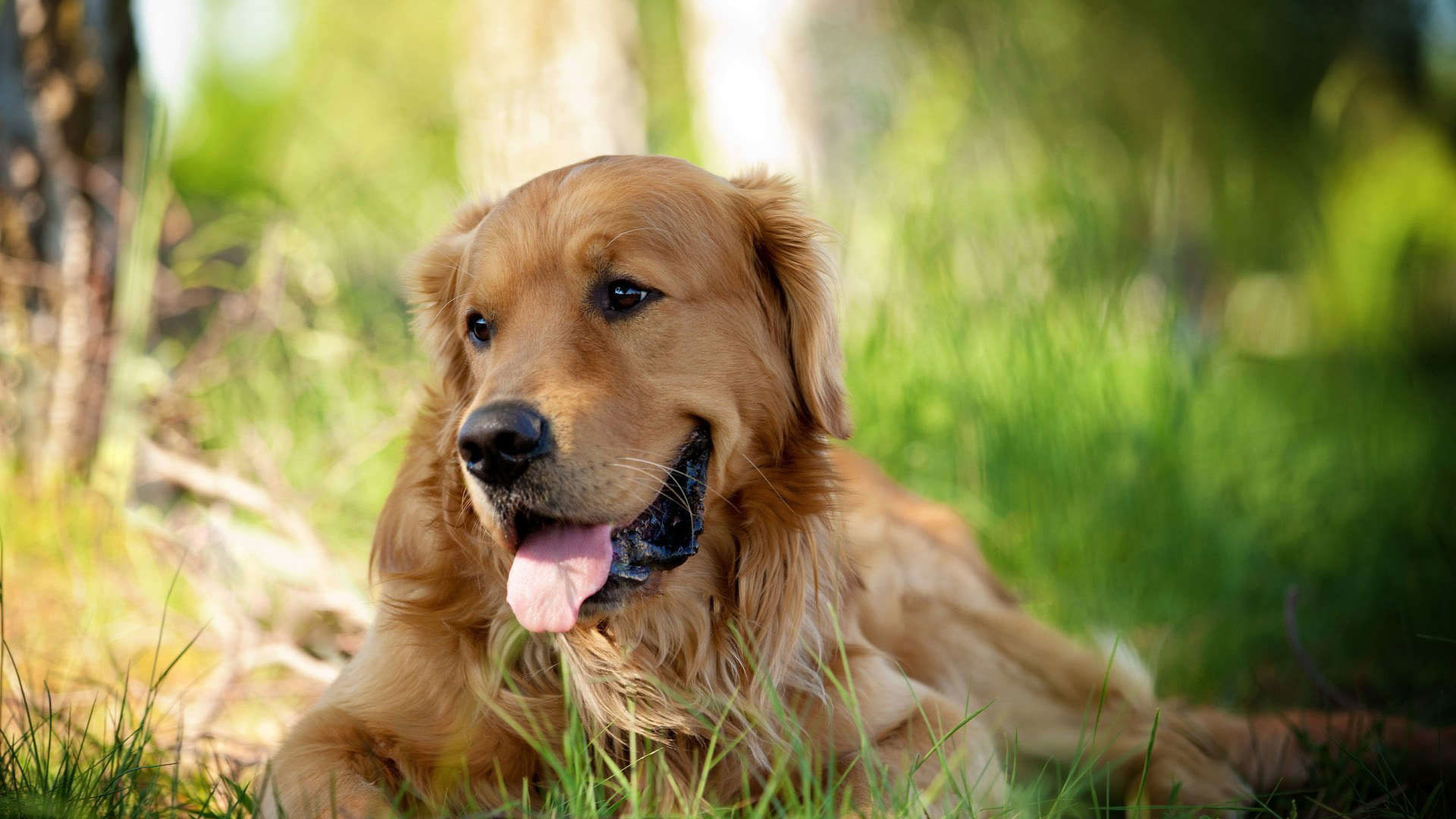 hund tapete tumblr,hund,golden retriever,sportgruppe,begleithund