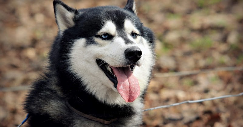 fond d'écran k pek,chien,husky sibérien,malamute d'alaska,sakhalin husky