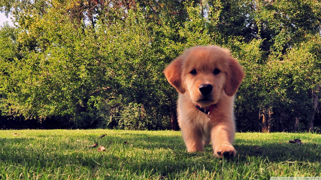 k pek fondo de pantalla,perro,golden retriever,perrito,perro de compañía