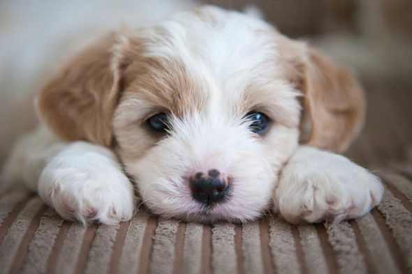 perro fondo de pantalla reino unido,perro,perrito,perro de compañía,schnoodle