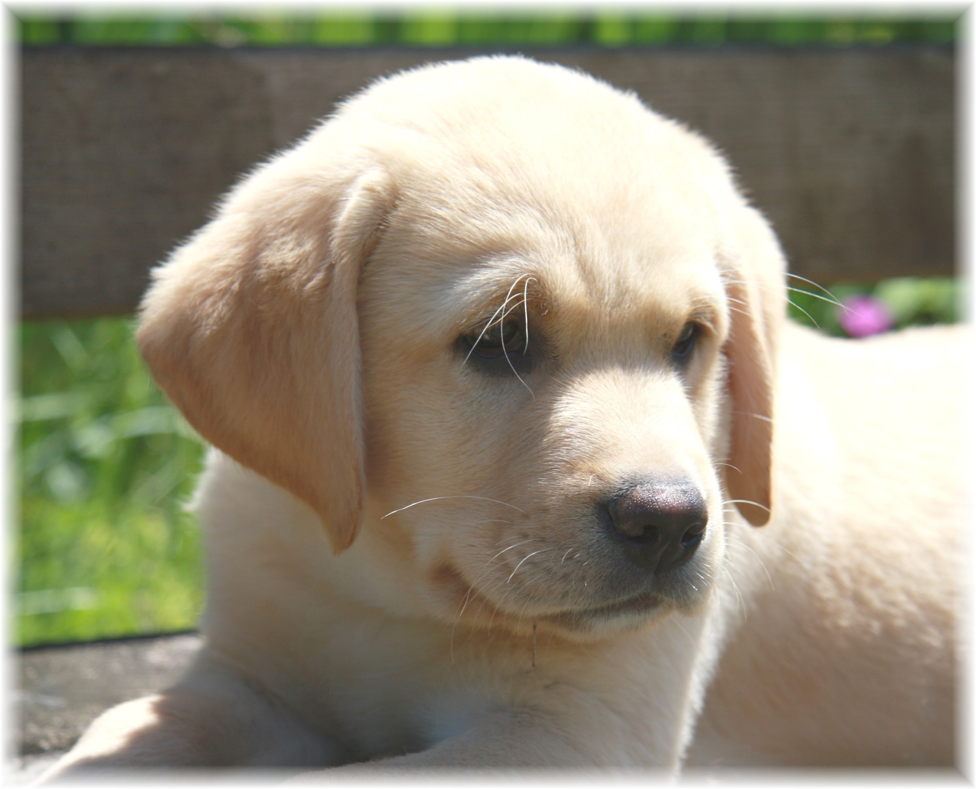 carta da parati per cani uk,cane,labrador retriever,cucciolo,golden retriever