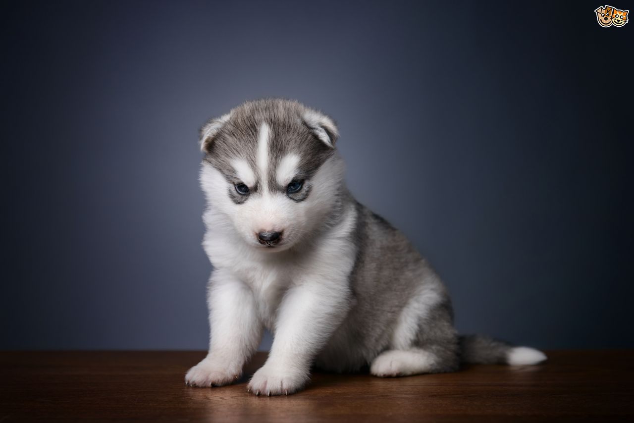 犬の壁紙英国,犬,シベリアンハスキー,アラスカのマラミュート,狼犬,子犬
