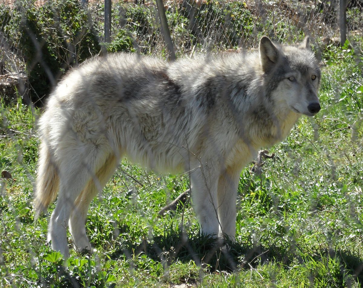 carta da parati per cani uk,natura,canis lupus tundrarum,cane,lupo,cane lupo