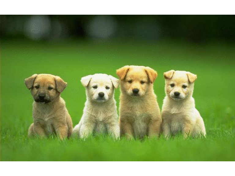 dog wallpaper uk,mammal,vertebrate,dog breed,dog,canidae (286649) WallpaperUse