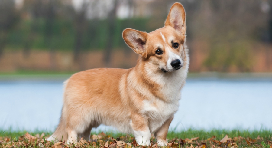 dog wallpaper uk,dog,mammal,welsh corgi,vertebrate,dog breed