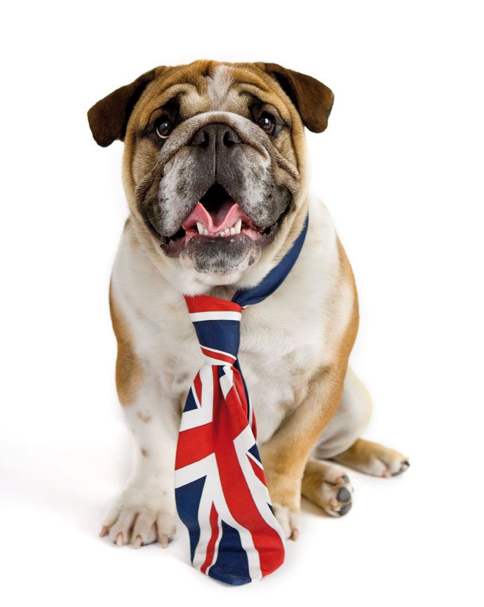 hund tapete uk,hund,britische bulldoggen,bulldogge,schnauze