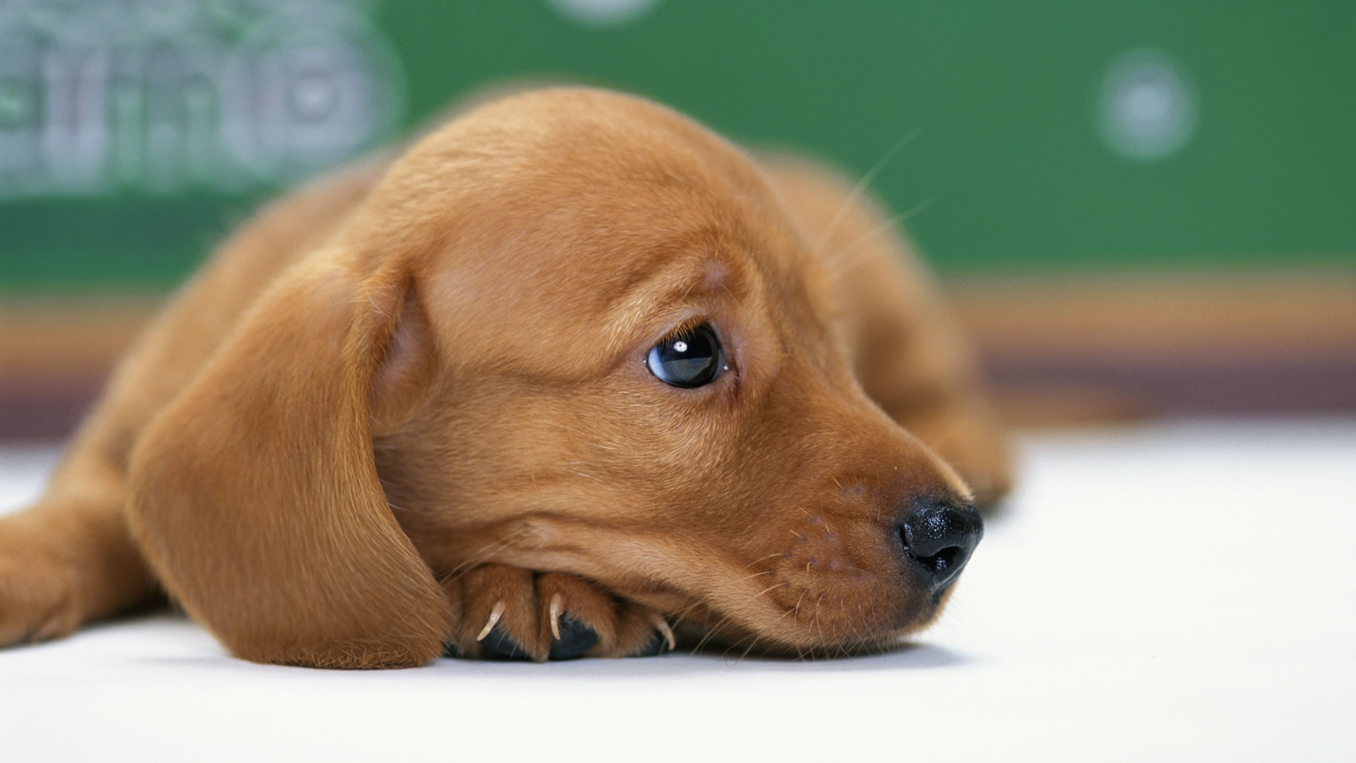 fondo de pantalla de perro salchicha,perro,perrito,hocico