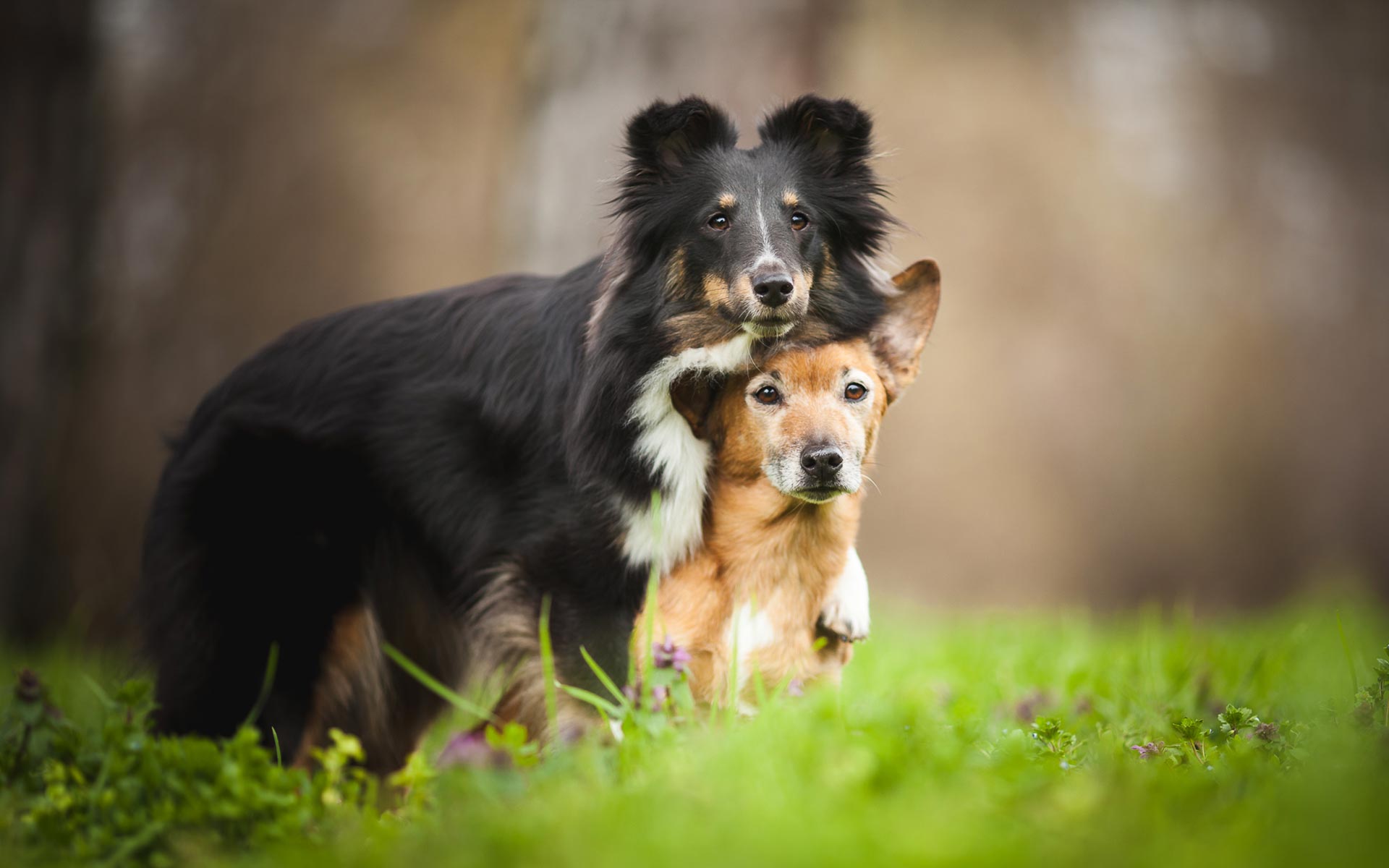 dog wallpaper uk,dog,mammal,vertebrate,dog breed,canidae (286695) WallpaperUse