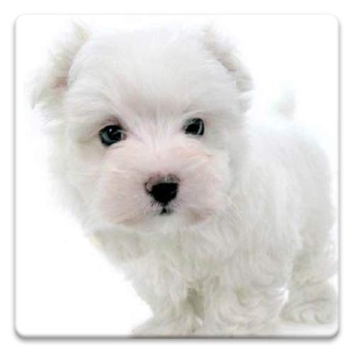 dog wallpaper uk,dog,mammal,vertebrate,canidae,maltese (286702) WallpaperUse