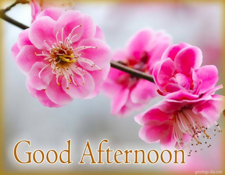 good noon wallpaper,flower,petal,pink,plant,blossom