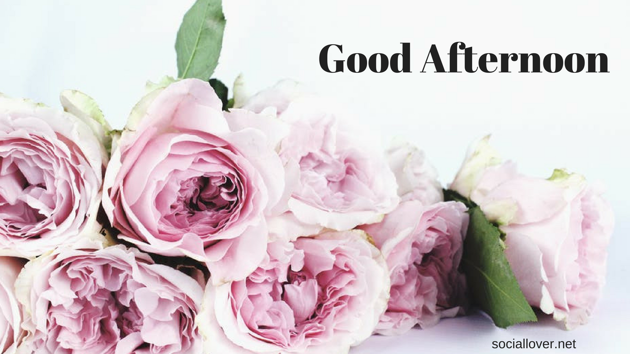 good noon wallpaper,flower,garden roses,petal,pink,cut flowers