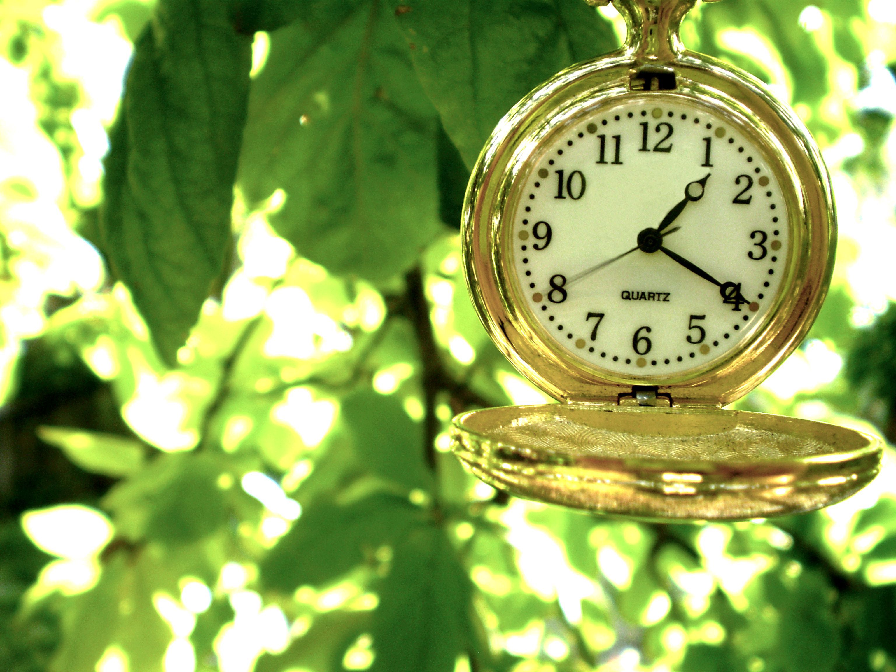 tiempo de reloj,naturaleza,reloj,hoja,reloj de bolsillo,de cerca