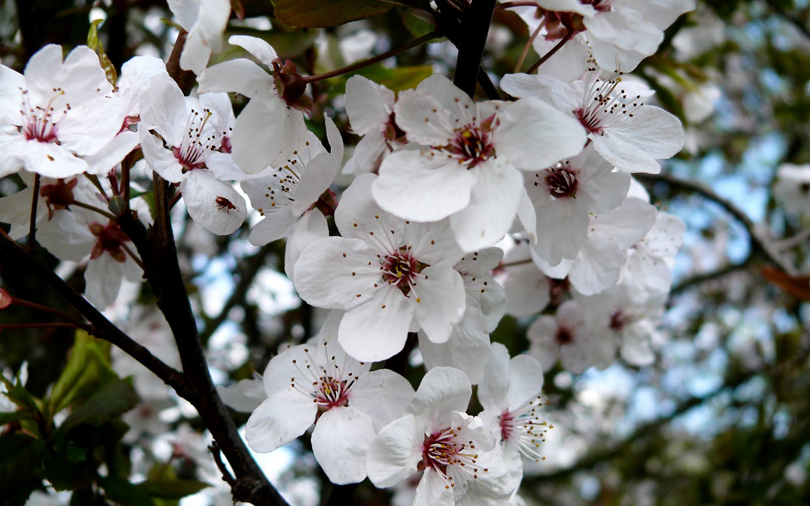 桜のデスクトップの壁紙,花,花,花弁,春,工場