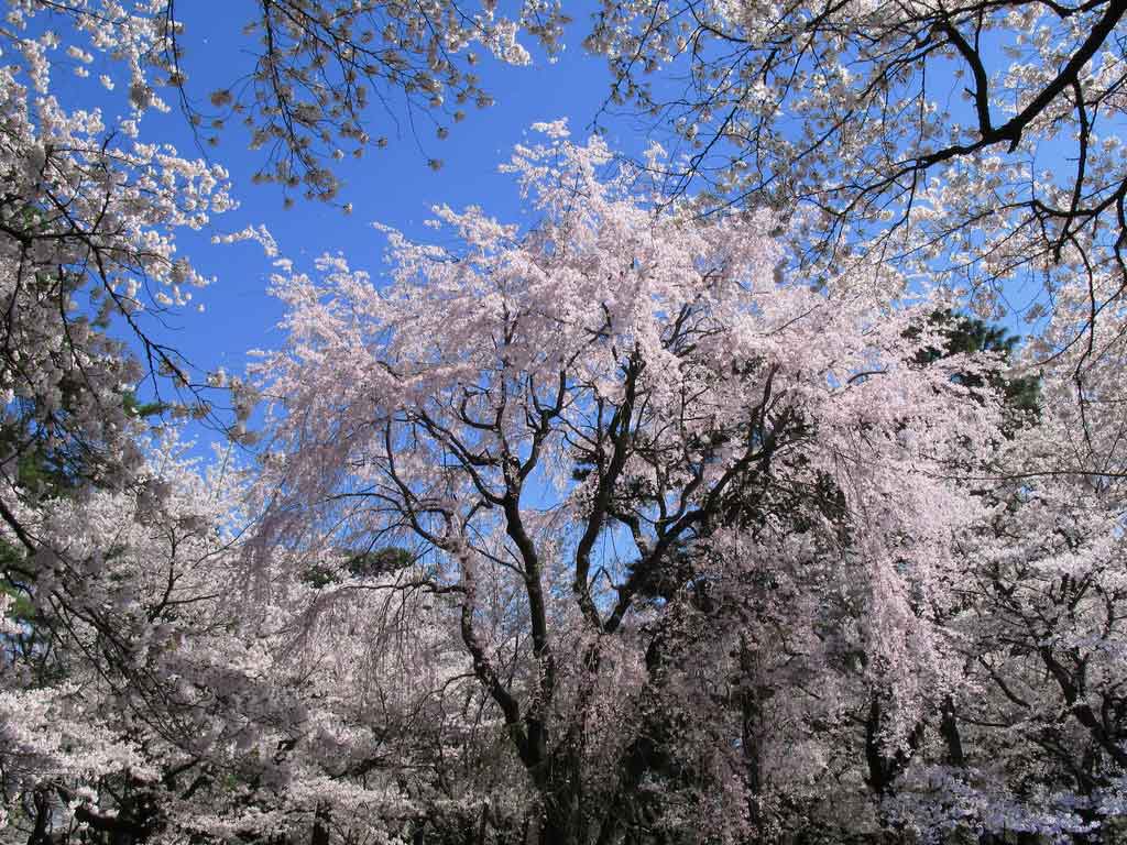 cherry blossom desktop wallpaper,tree,plant,blossom,flower,spring