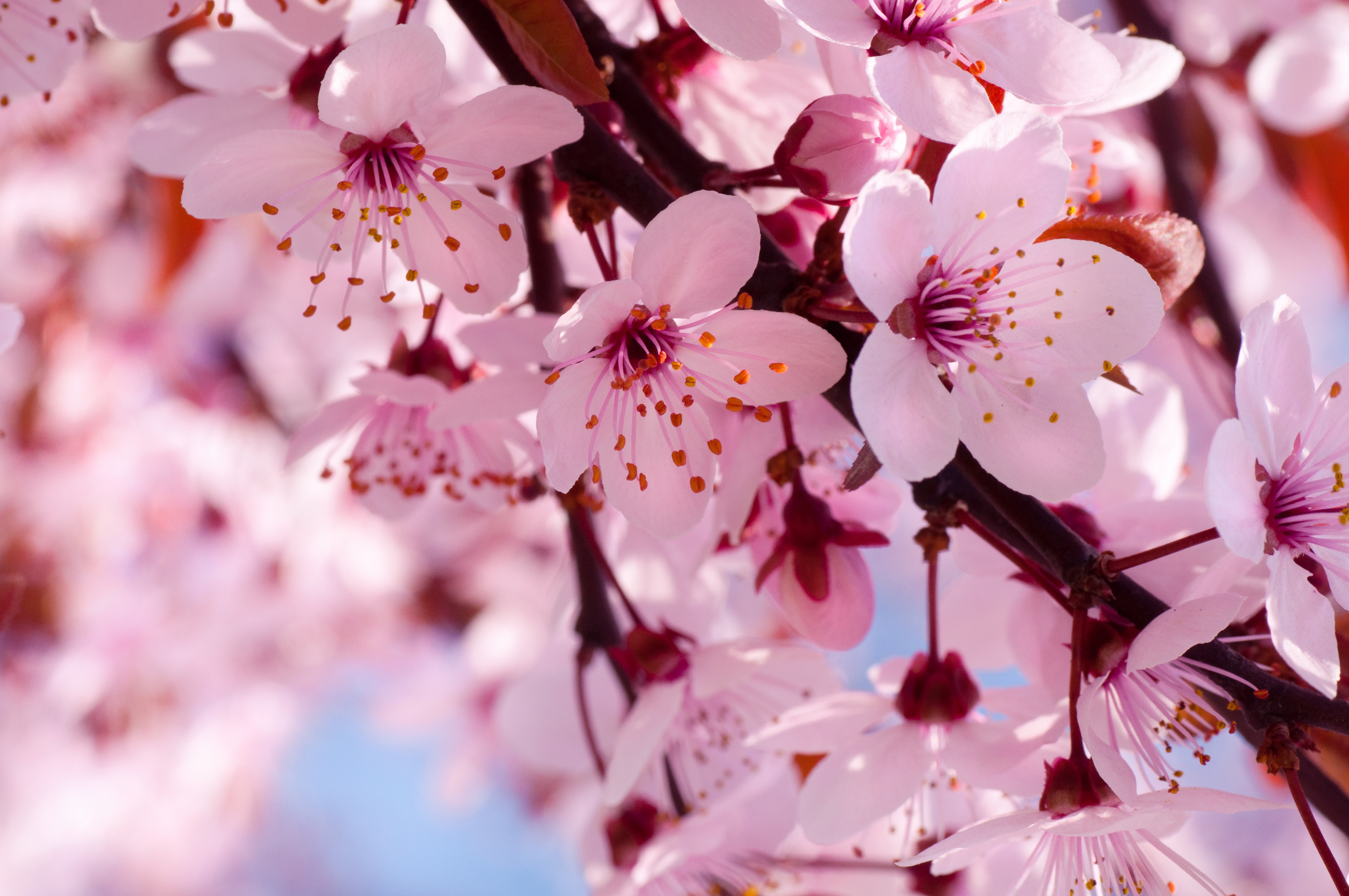 桜のデスクトップの壁紙,花,花,桜の花,花弁,ピンク