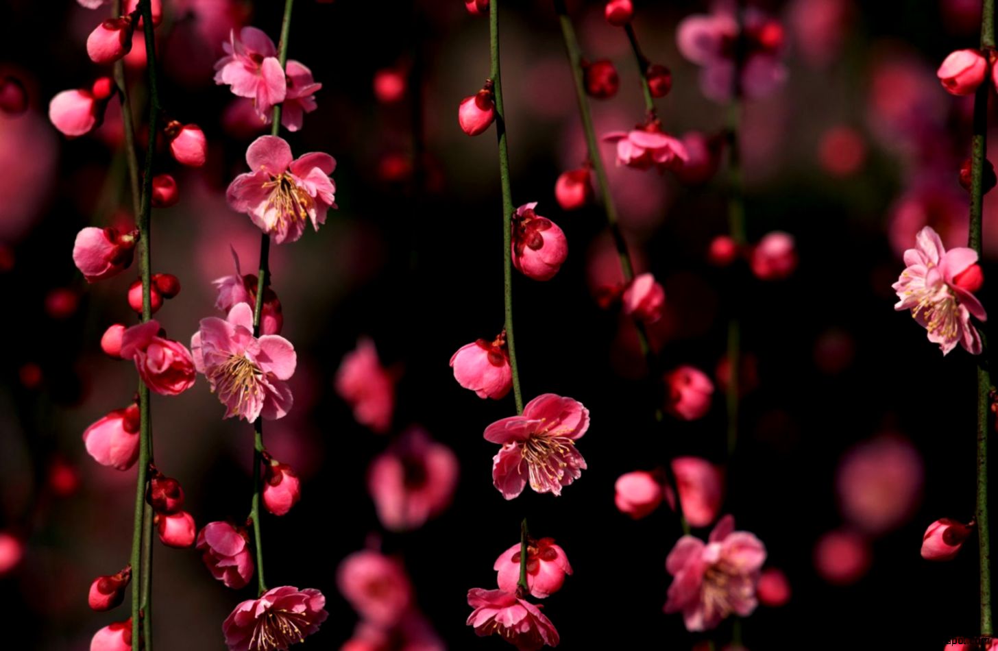 cherry blossom desktop wallpaper,pink,flower,blossom,spring,plant