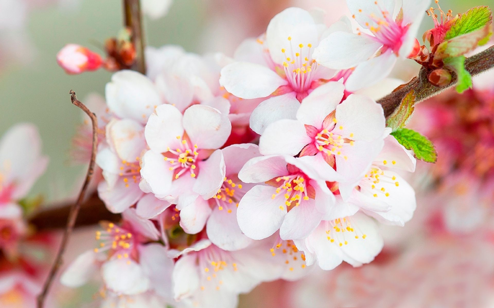 桜のデスクトップの壁紙,花,花,花弁,ピンク,工場