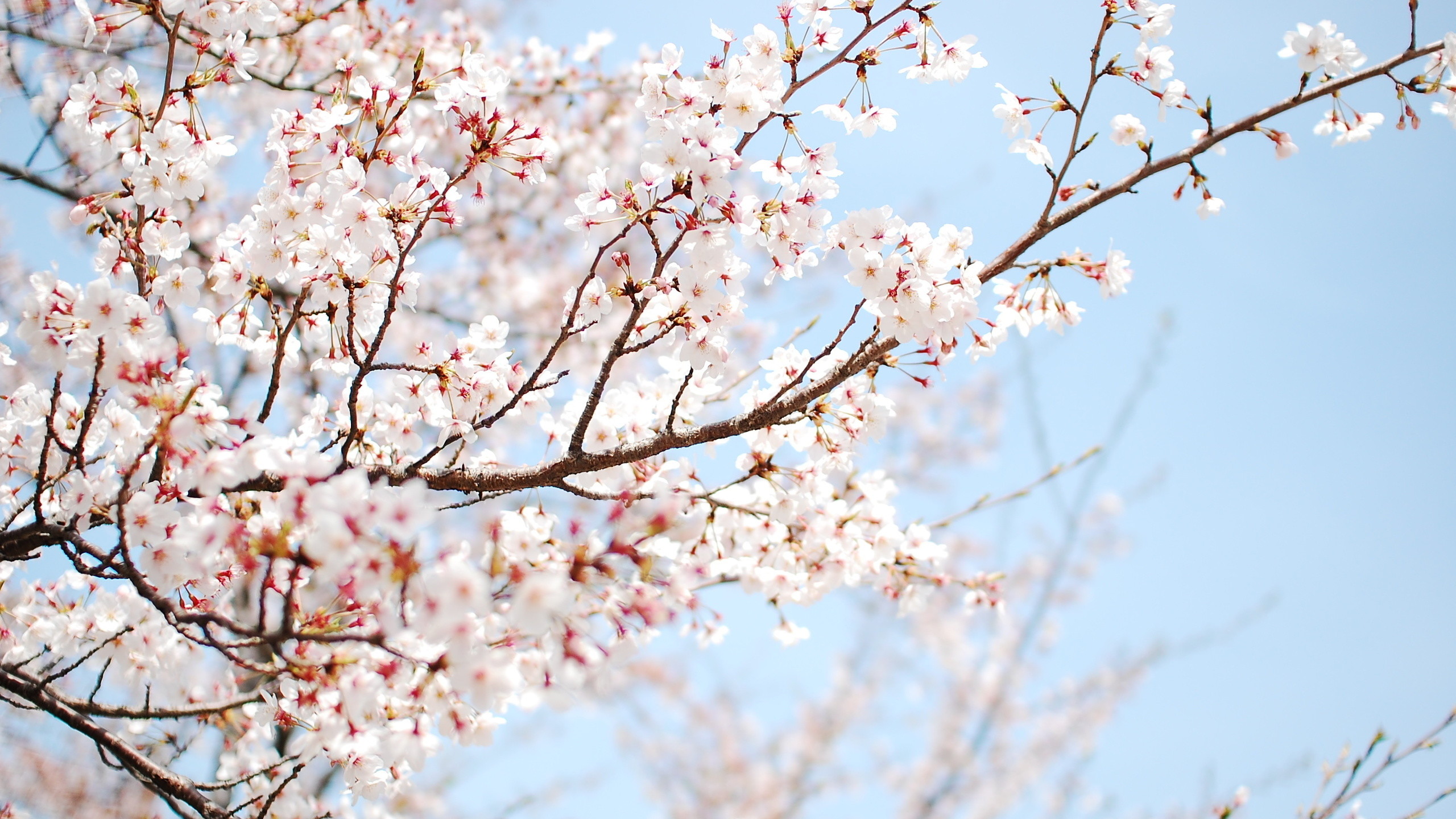 桜のデスクトップの壁紙,花,花,春,木,桜の花