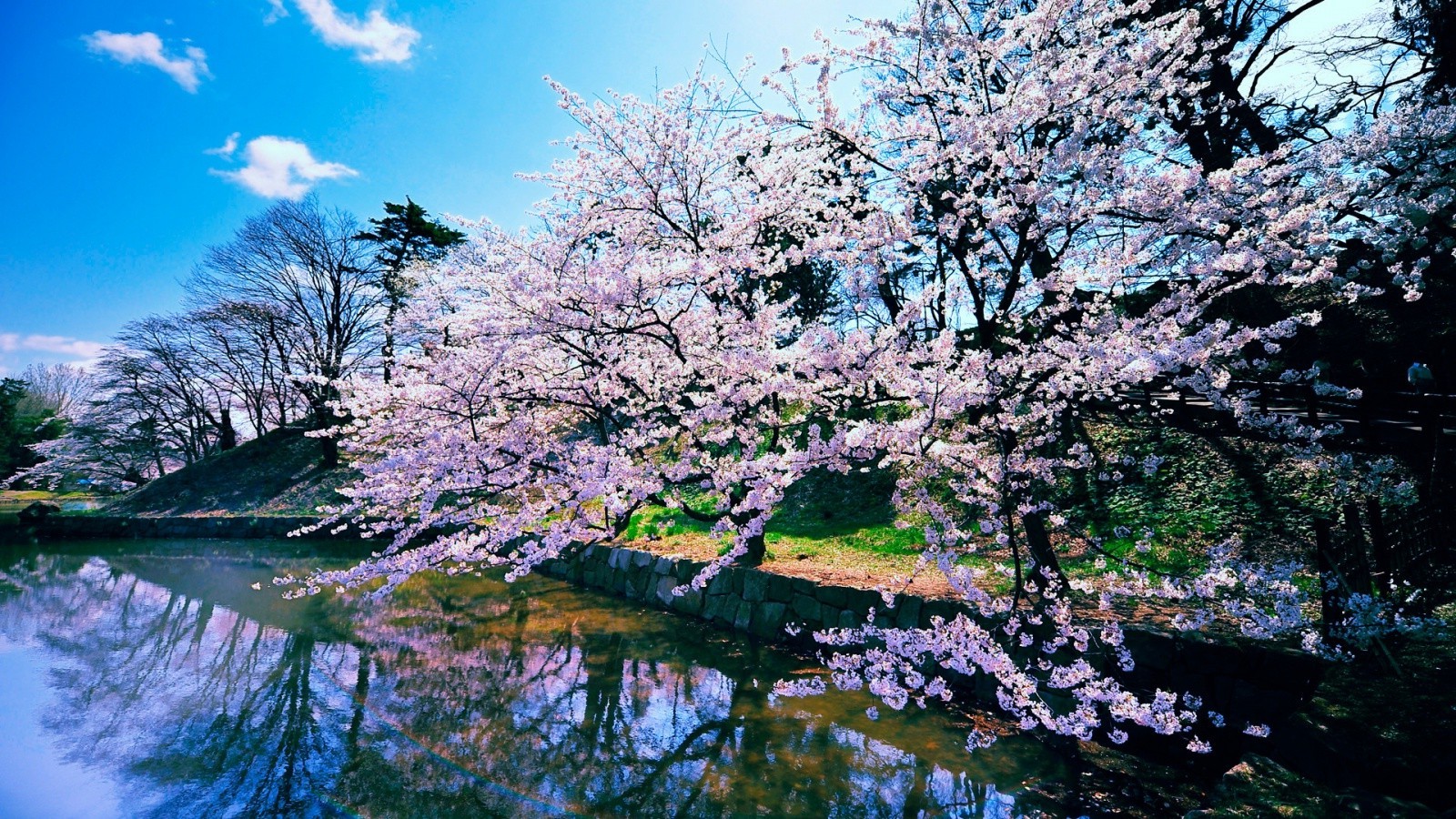 cherry blossom desktop wallpaper,flower,nature,tree,natural landscape,spring