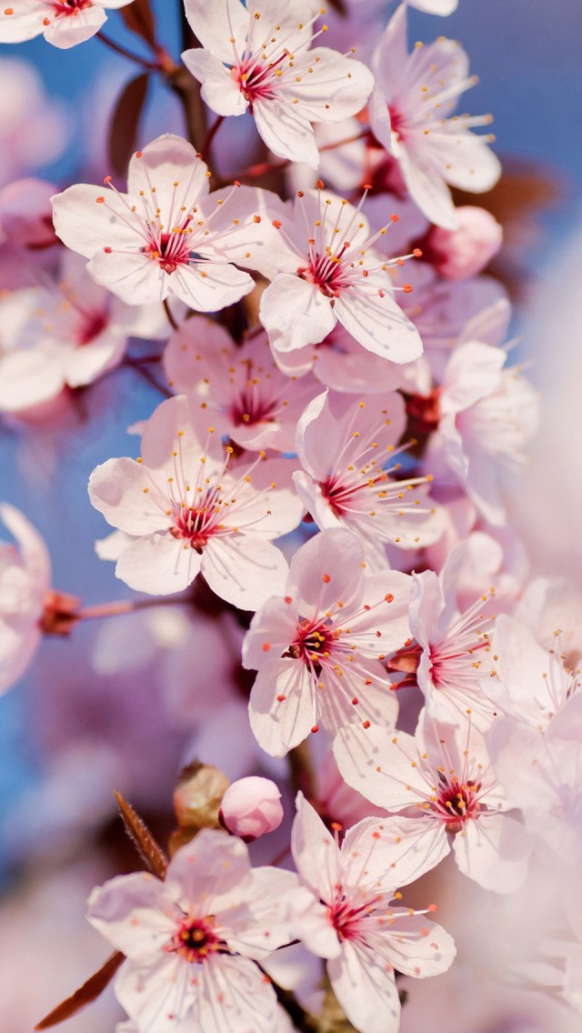 cherry blossom iphone wallpaper,flower,blossom,cherry blossom,petal,branch