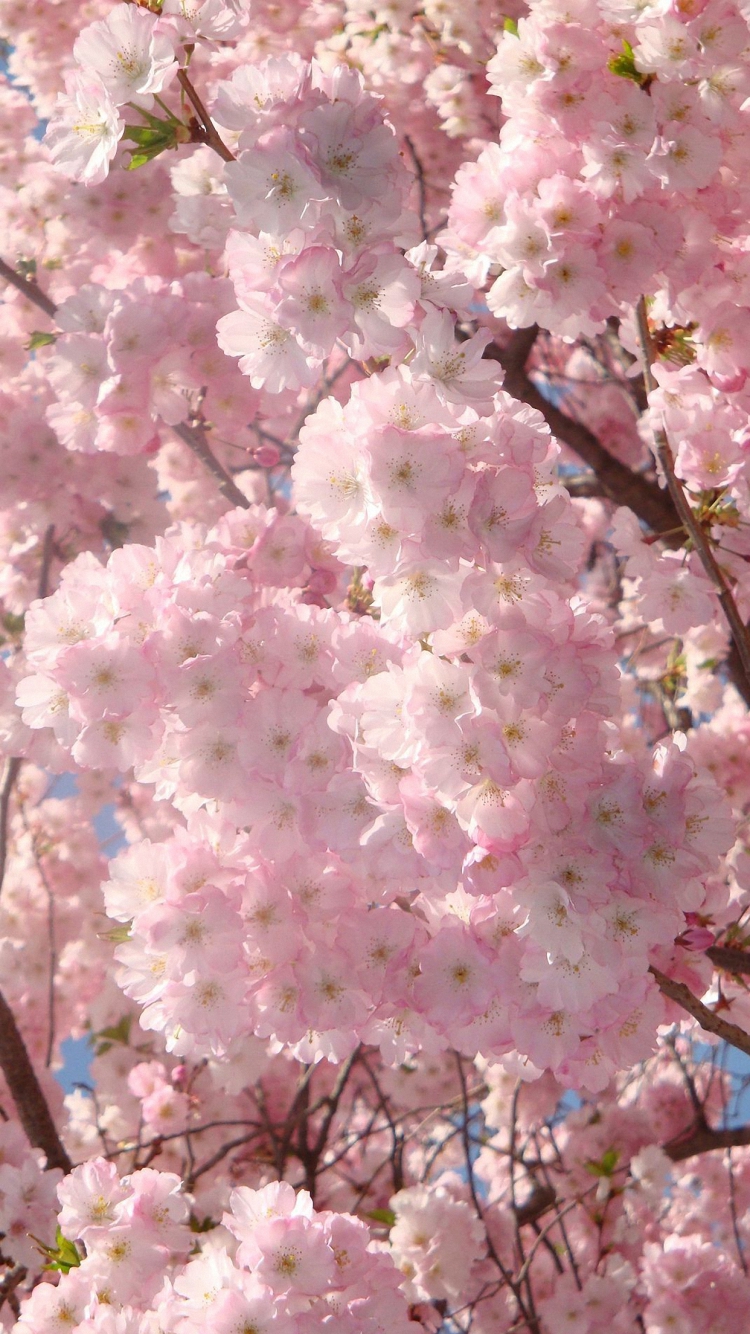 kirschblüte iphone wallpaper,blume,rosa,blühen,kirschblüte,pflanze