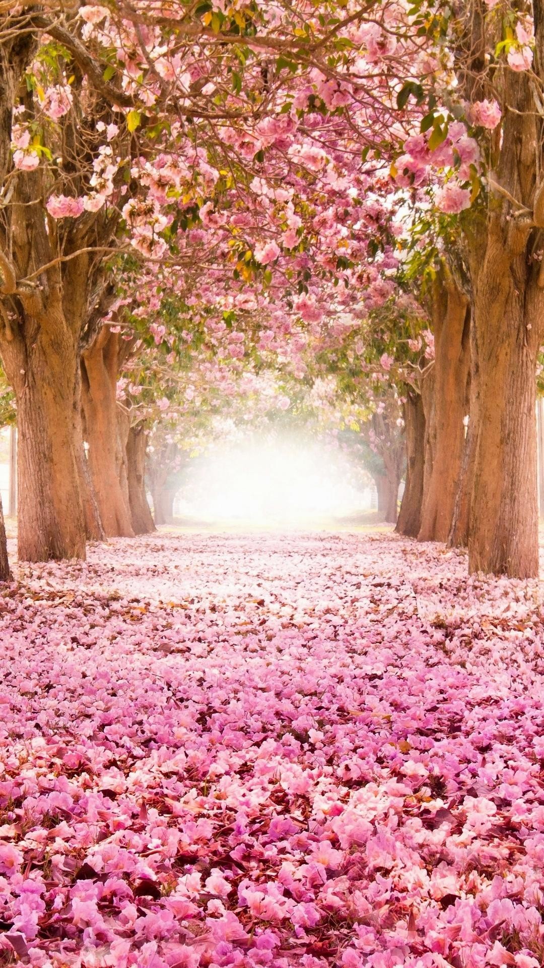 sfondi iphone fiore di ciliegio,natura,rosa,primavera,albero,fiore