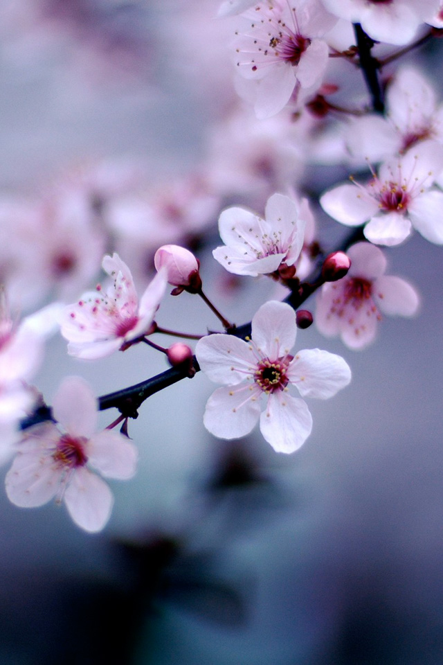 fond d'écran iphone fleur de cerisier,fleur,fleur,la nature,fleur de cerisier,pétale