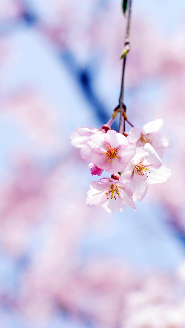 cherry blossom iphone wallpaper,flower,blossom,cherry blossom,branch,plant