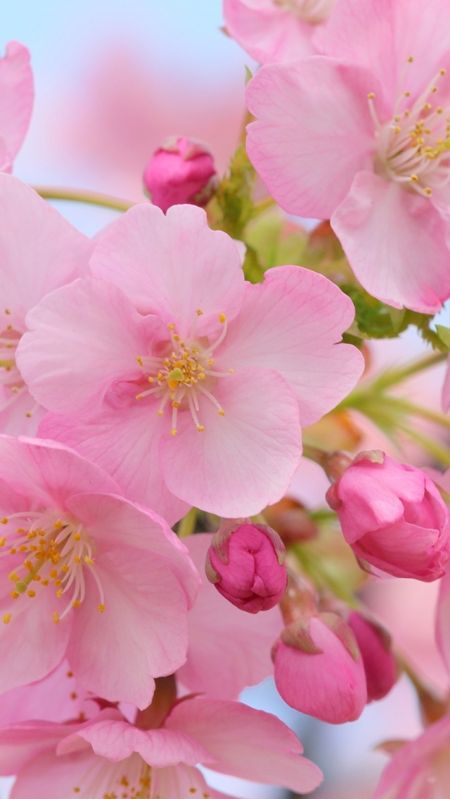 cherry blossom iphone wallpaper,flower,flowering plant,petal,plant,pink