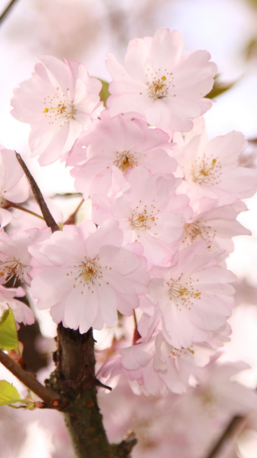kirschblüte iphone wallpaper,blume,blütenblatt,pflanze,rosa,blühen