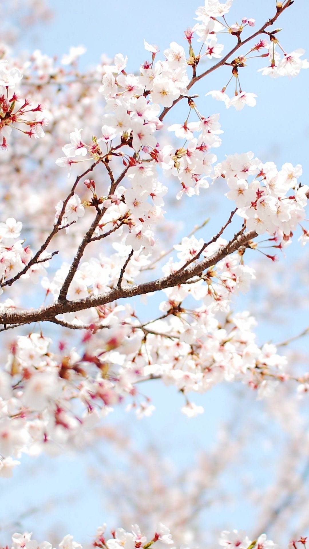 桜のiphoneの壁紙,花,花,工場,桜の花,春