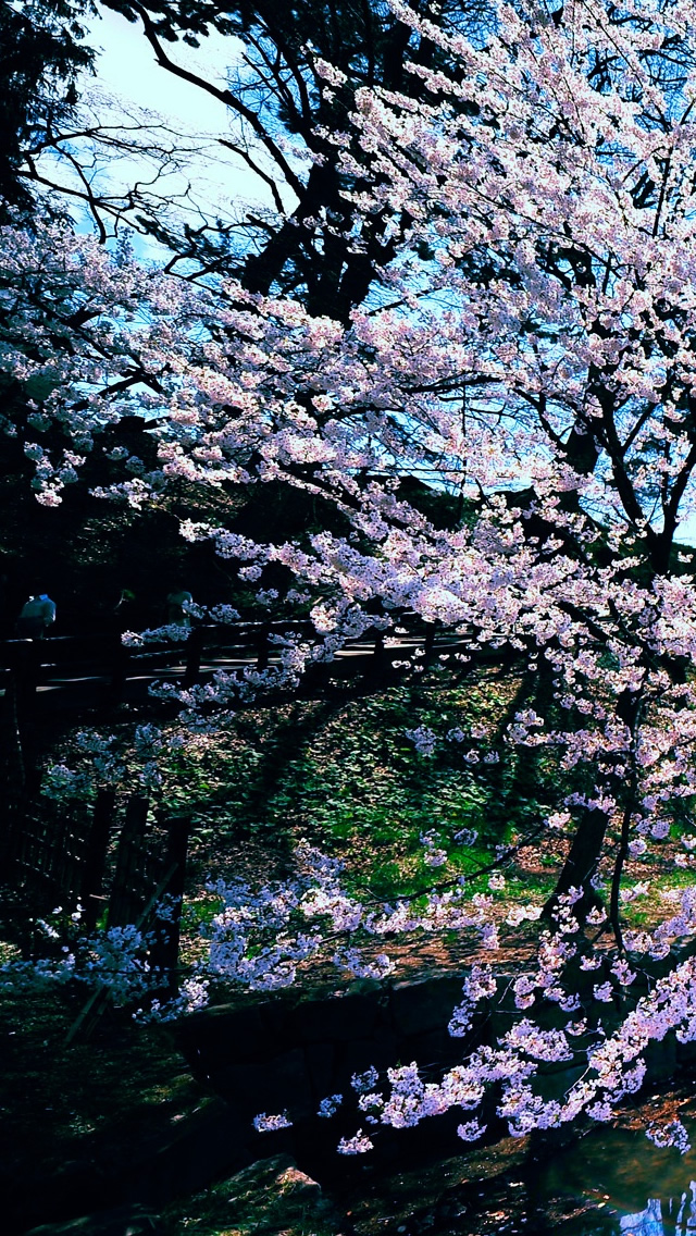 벚꽃 아이폰 배경 화면,나무,식물,꽃,꽃,봄