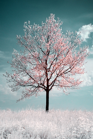 cherry blossom iphone wallpaper,tree,natural landscape,nature,sky,frost