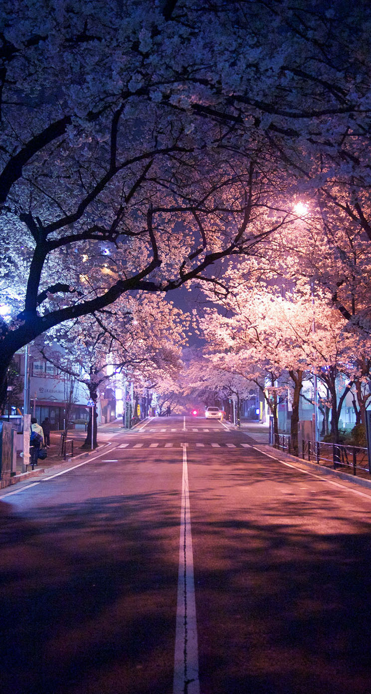 벚꽃 아이폰 배경 화면,자연,나무,하늘,자연 경관,밤