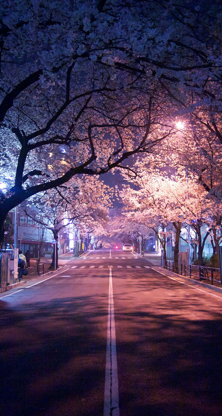 cherry blossom iphone wallpaper,nature,tree,sky,natural landscape,branch